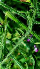  Young branches